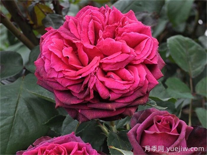 狄安娜伯爵夫人月季的優(yōu)缺點(diǎn)是什么？(圖1)