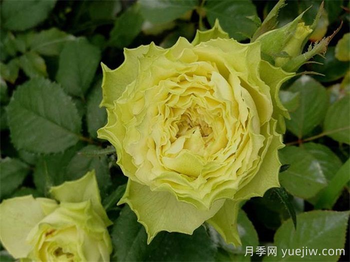 推薦8款好養(yǎng)黃色灌木月季品種(圖3)