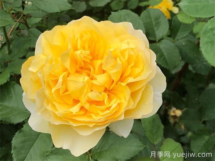 推薦8款好養(yǎng)黃色灌木月季品種(圖4)