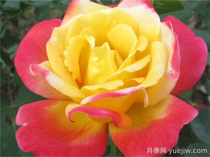 怡紅院月季的優(yōu)缺點是什么？(圖1)