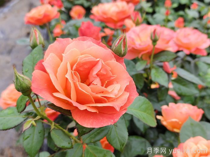 月季花什么時間開，花期多久？(圖1)