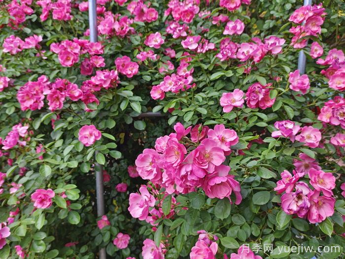 月季花盛開***佳觀賞時(shí)間與養(yǎng)護(hù)要點(diǎn)(圖1)