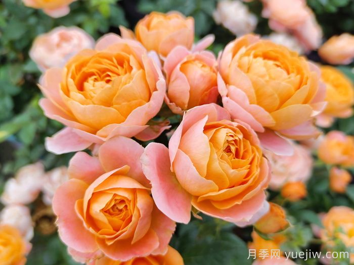 月季花開為何多姿多彩？科學(xué)分析(圖2)