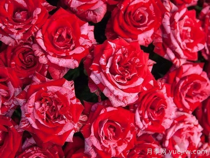 幸運(yùn)女神月季的優(yōu)缺點(diǎn)是什么？(圖1)
