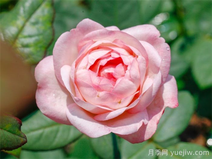 草莓杏仁餅月季的介紹和優(yōu)缺點(圖1)