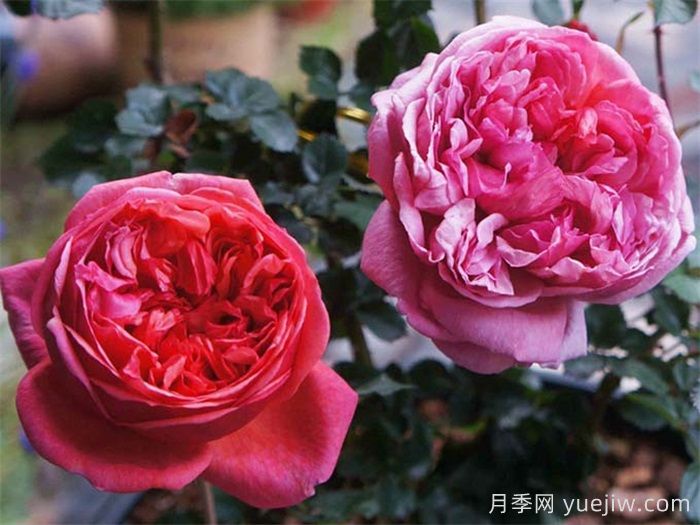 保羅克利月季的優(yōu)缺點(diǎn)是什么？(圖1)