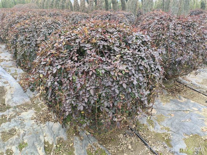 月季花耐寒***低多少度？(圖1)