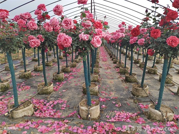 夏季月季養(yǎng)護(hù)全攻略：避開雷區(qū)，輕松爆花(圖1)