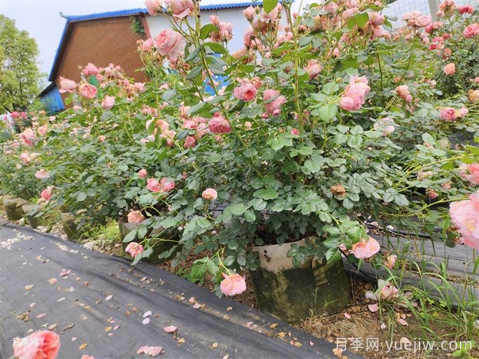 夏季月季養(yǎng)護(hù)全攻略：避開雷區(qū)，輕松爆花(圖2)