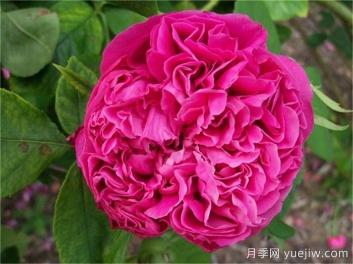 超大花朵20公分的月季有哪些？(圖3)