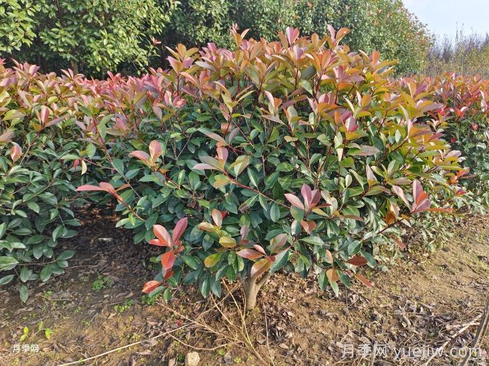 紅葉石楠球是常綠還是落葉苗木？(圖1)