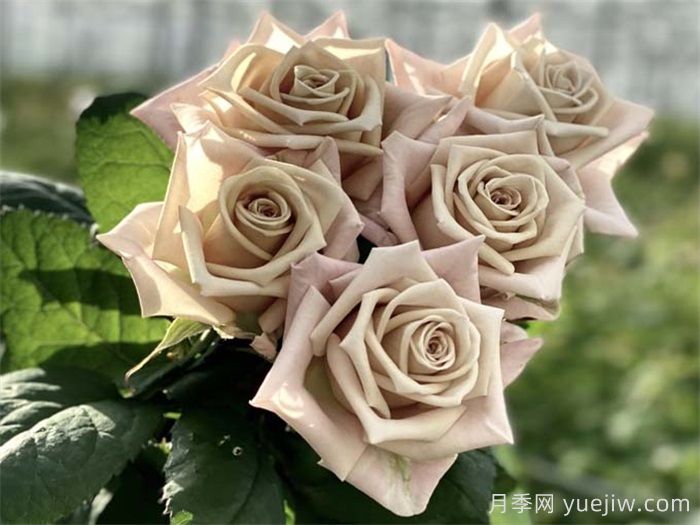 曼塔月季的優(yōu)缺點是什么？(圖1)
