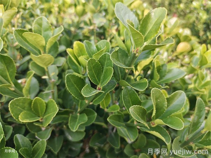 大葉黃楊和小葉黃楊有什么區(qū)別？(圖1)