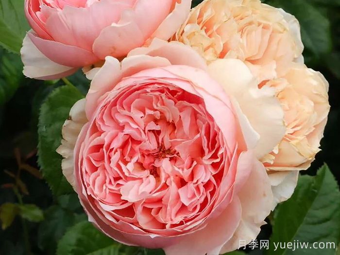 推薦10種不怕熱的月季，夏天隨便養(yǎng)，花開不停(圖3)