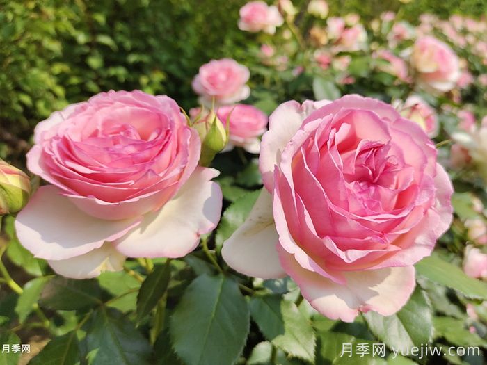 月季花有什么顏色？10大色系(圖2)