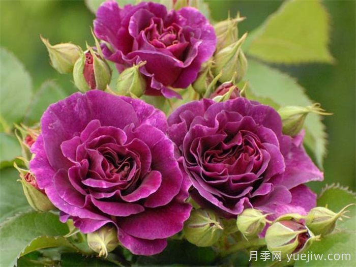 月季花有什么顏色？10大色系(圖4)