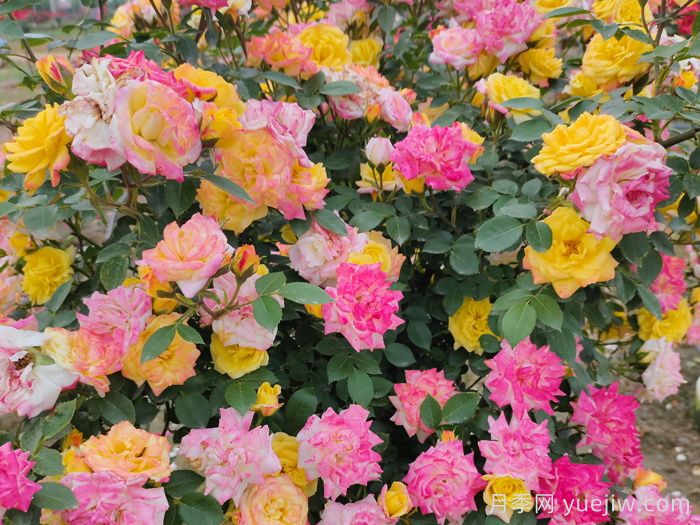 月季花有什么顏色？10大色系(圖5)