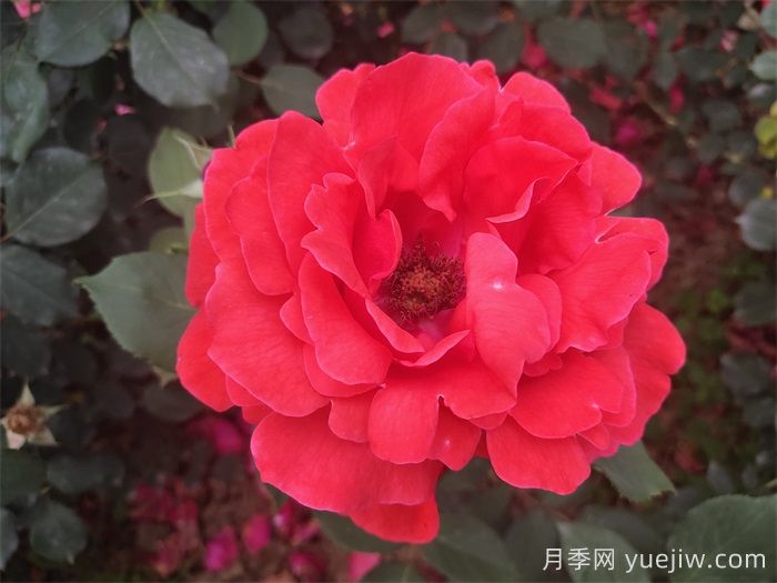 推薦八款6月***值得養(yǎng)的月季，特別耐曬，花大色艷(圖2)