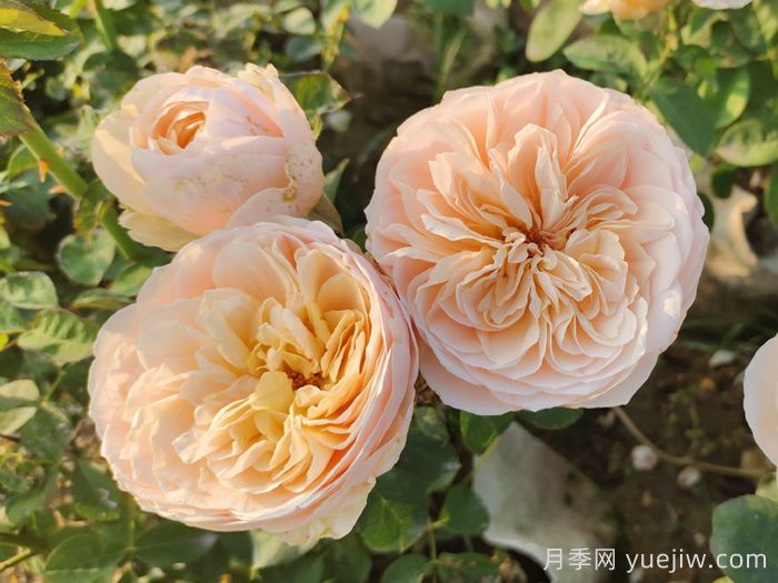 耐曬性強(qiáng)的6種月季，夏季高溫依然美(圖2)