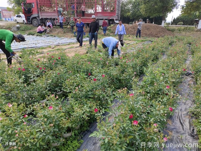 月季可以種在陰涼處嗎？(圖1)