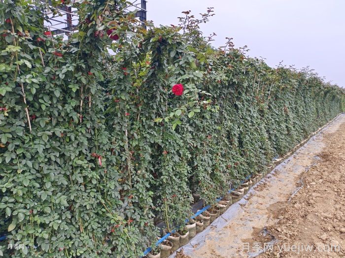 月季在背陰處如何開花？(圖1)
