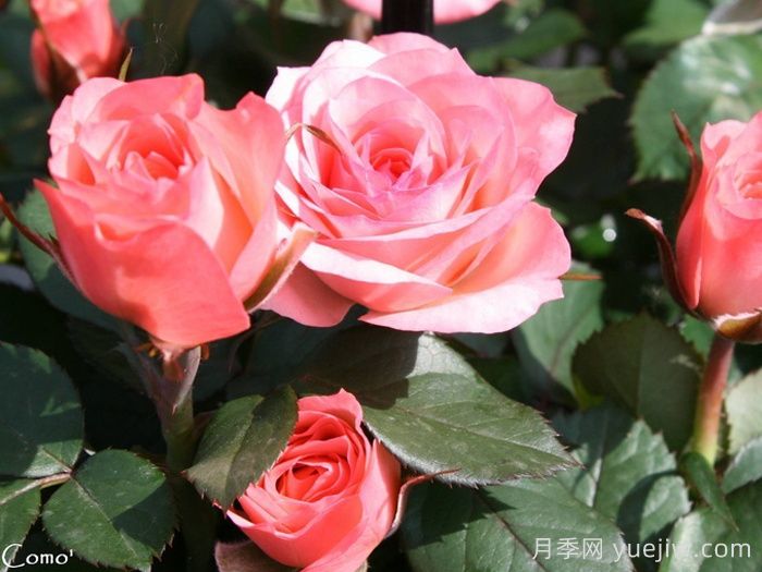 永遠的科莫月季介紹和優(yōu)缺點(圖1)