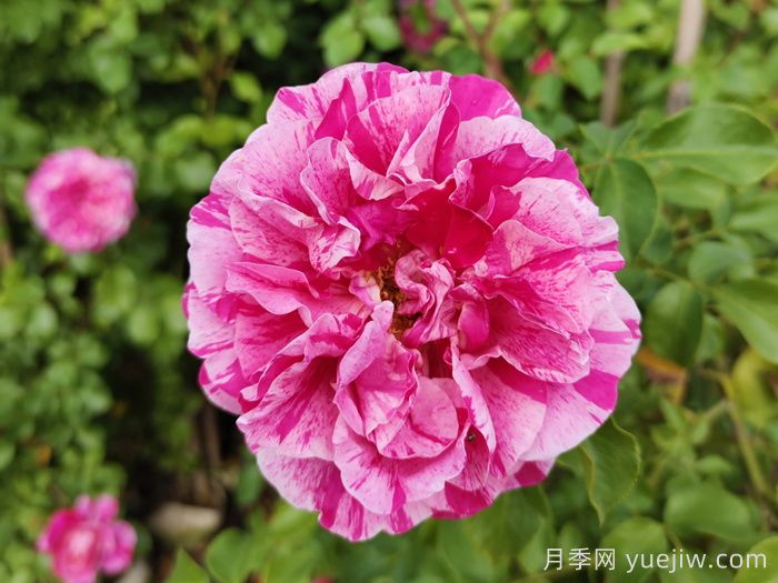 依蕾莎斯特月季介紹和優(yōu)缺點(圖1)