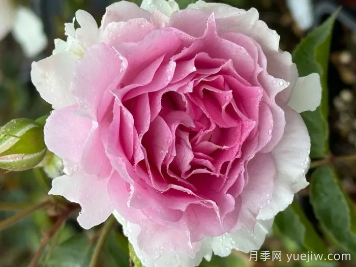粉天方夜譚月季介紹和優(yōu)缺點(圖1)