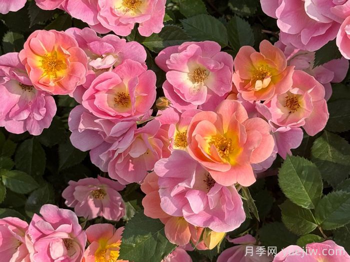 ?西子系列月季，天狼耐濕熱型低維護(hù)月季的培育路(圖1)