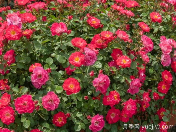 ?西子系列月季，天狼耐濕熱型低維護(hù)月季的培育路(圖5)