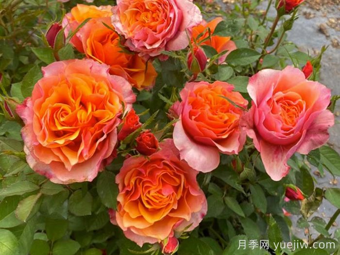 11種經(jīng)典微型月季花，顏值與實力兼具，陽臺黨***愛(圖4)