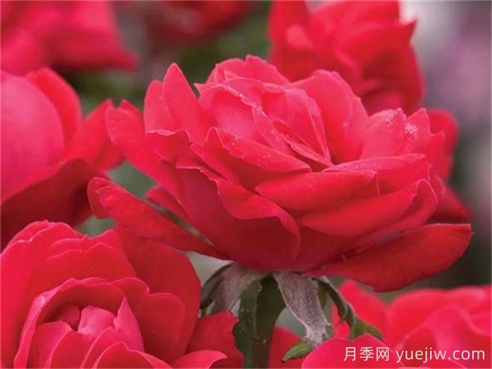 推薦勤花表現(xiàn)極好的景觀低維護(hù)月季品種(圖7)