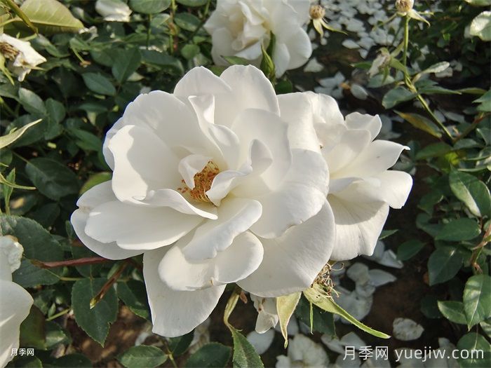 普及12種月季，養(yǎng)不死得小強月季(圖3)