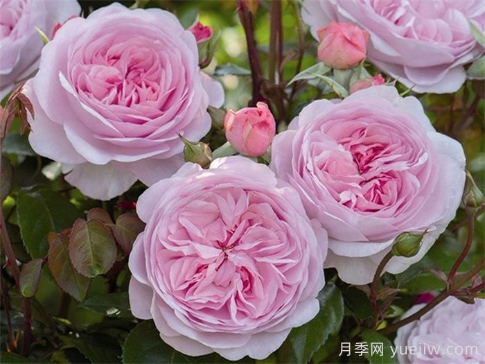 普及12種月季，養(yǎng)不死得小強月季(圖6)