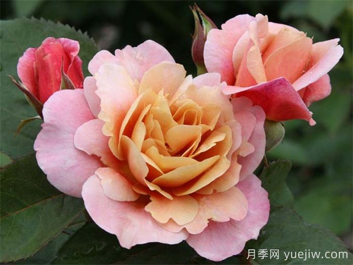 推薦8款復(fù)古柔色月季，色彩獨(dú)特，花型優(yōu)雅(圖1)