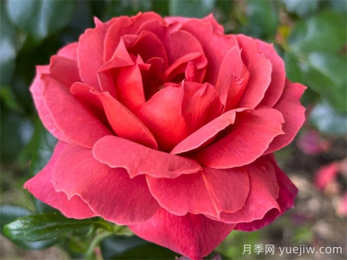 推薦8款復(fù)古柔色月季，色彩獨(dú)特，花型優(yōu)雅(圖3)
