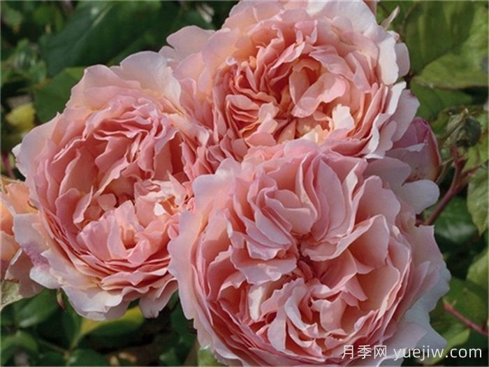 推薦8款復(fù)古柔色月季，色彩獨(dú)特，花型優(yōu)雅(圖6)