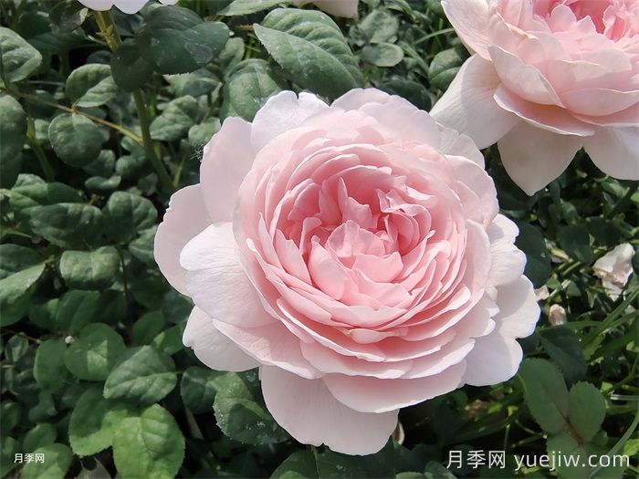 月季介紹：瑞典女王月季(圖1)
