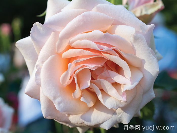 月季介紹，珍珠之母月季(圖1)