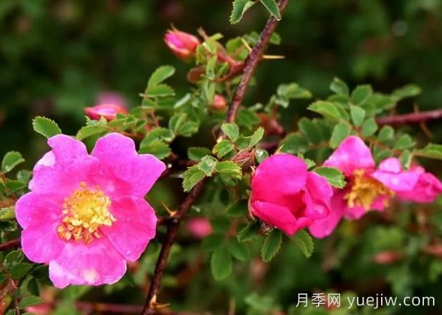 薔薇介紹，擬木香(圖1)