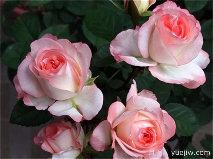 月季介紹，可愛(ài)多月季(圖1)