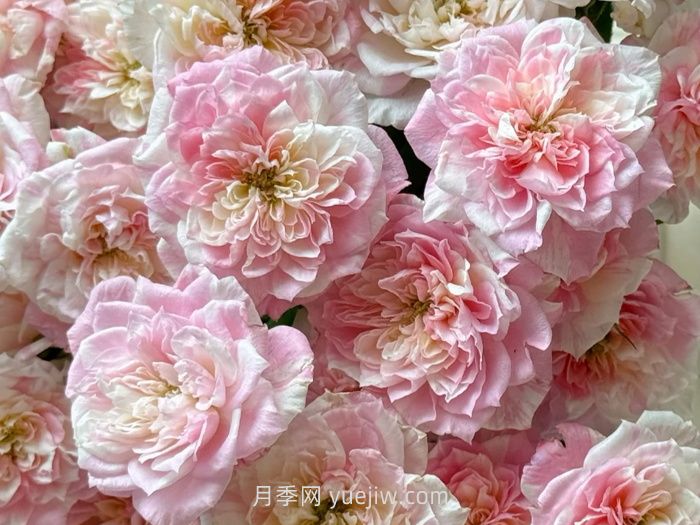 幸福之門月季介紹和優(yōu)缺點(圖1)