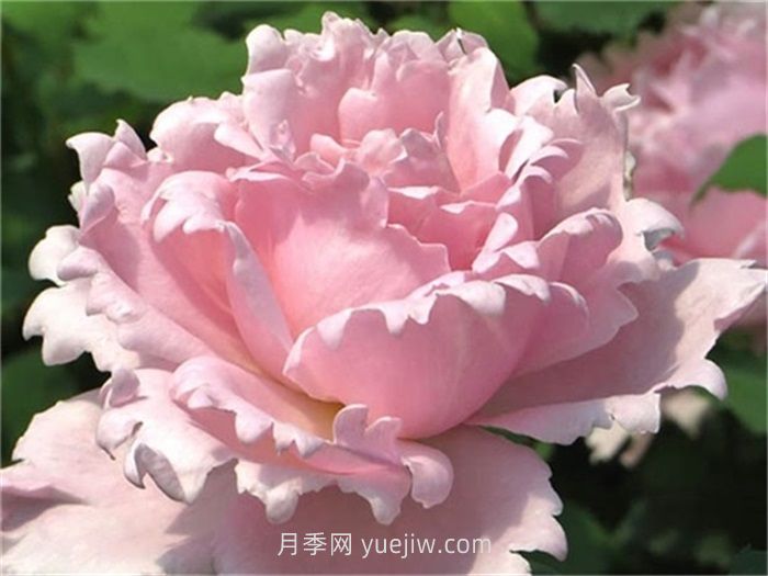 索菲羅莎月季介紹和優(yōu)缺點(圖1)
