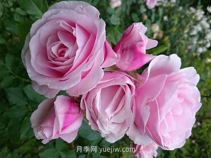 情書月季介紹和優(yōu)缺點(diǎn)(圖1)