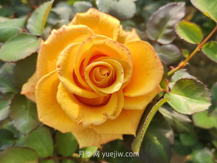夏日賞花必入！這9款玫瑰讓花期超長(zhǎng)待機(jī)(圖2)