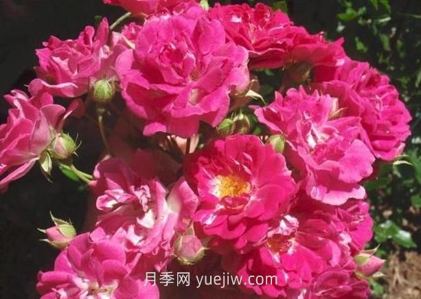 超級(jí)?？巳麪査_月季介紹和優(yōu)缺點(diǎn)(圖1)