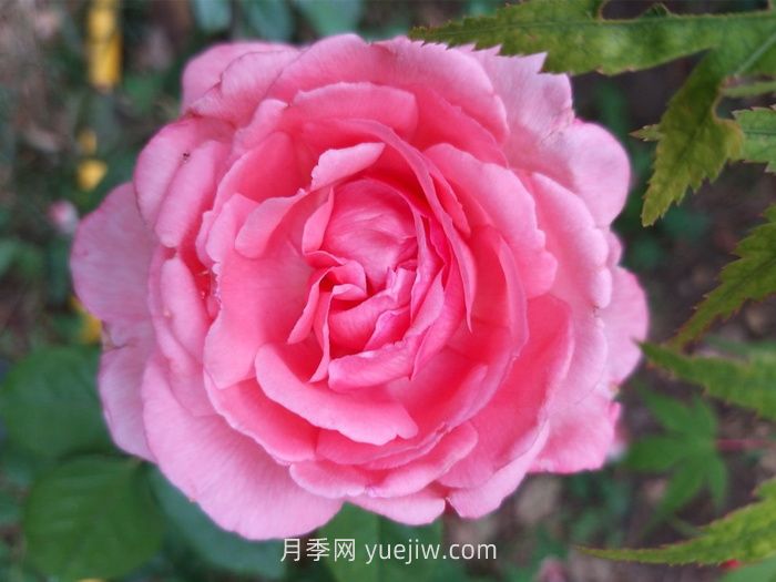 花宮娜月季介紹和優(yōu)缺點(圖1)
