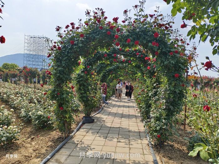 夏季很多月季和花木快速衰弱死亡，是什么原因？(圖1)