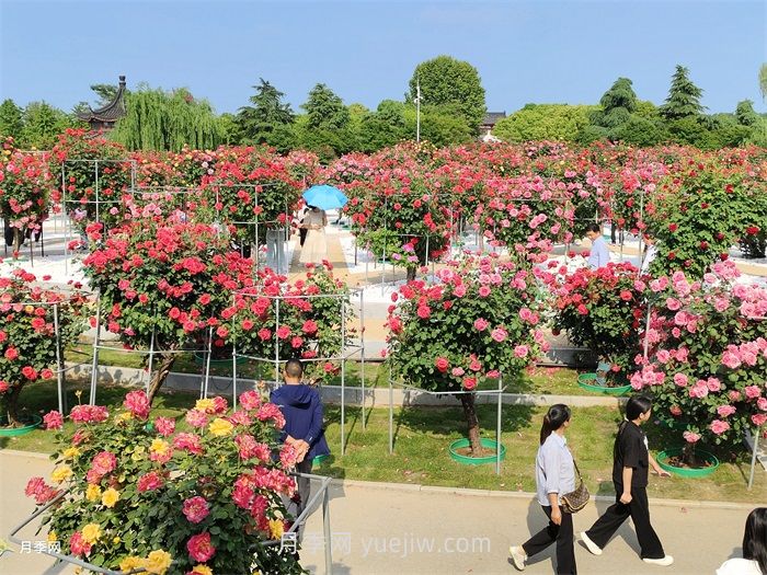 園林花木景觀應(yīng)用(圖2)