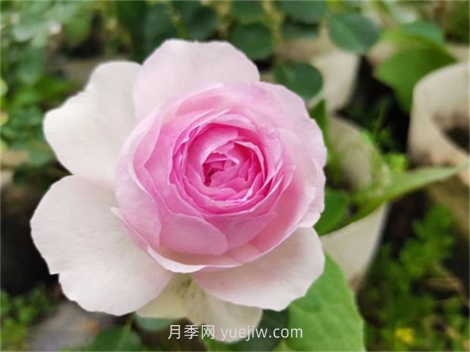  維薩里月季介紹和優(yōu)缺點(diǎn)(圖1)